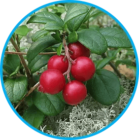 Arctic Lingonberry